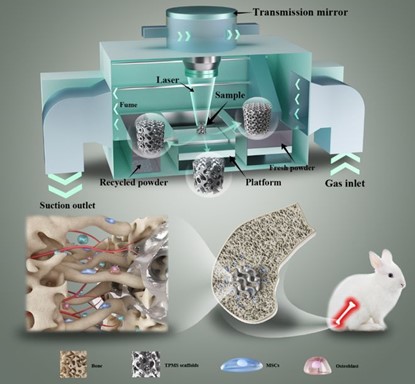 清華、北大、北醫(yī)三院聯(lián)合：高溫氧化處理3D打印鎂合金骨植入物結(jié)構(gòu)優(yōu)化及體內(nèi)外生物降解行為